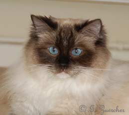 Ragdoll Cat: Leasowes Amazing Grace - Breeder: Mr Barry Smith