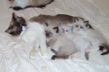 Ragdoll cat - Charismagic Harlequinne and her kittens
